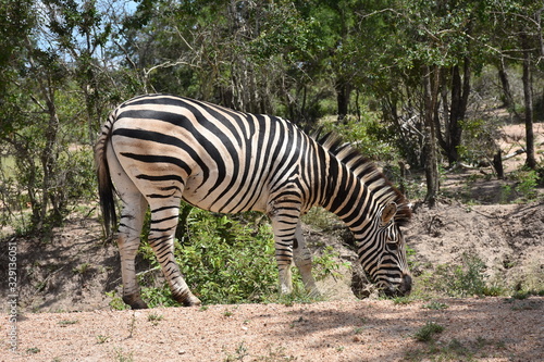 Zebra Collection in Kruger National Park  ZA