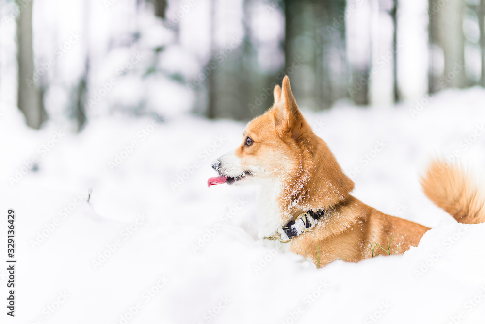 Welsh corgi pembroke dog playing in the snow in the forest, with a funny tongue out