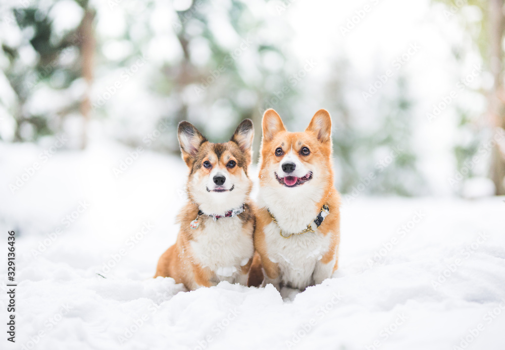 Two welsh corgi pembroke dogs sitting happy in the winter scenario in the forest, surrounded with snow