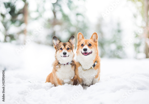 Two welsh corgi pembroke dogs sitting happy in the winter scenario in the forest, surrounded with snow © Justyna