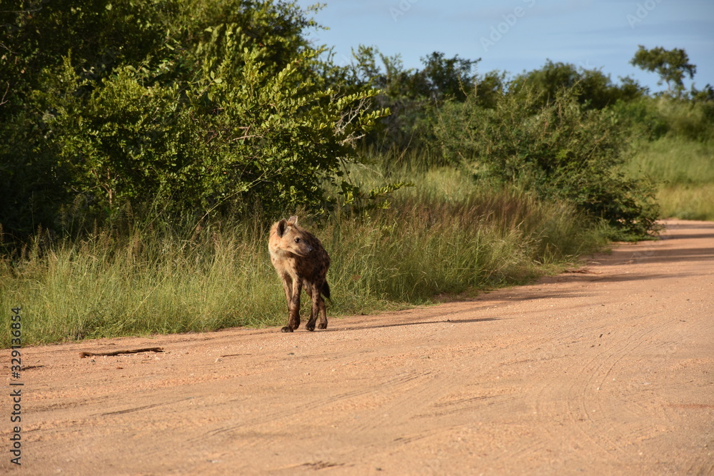 Naklejka premium Hyenas passing by the side of the road, ZA