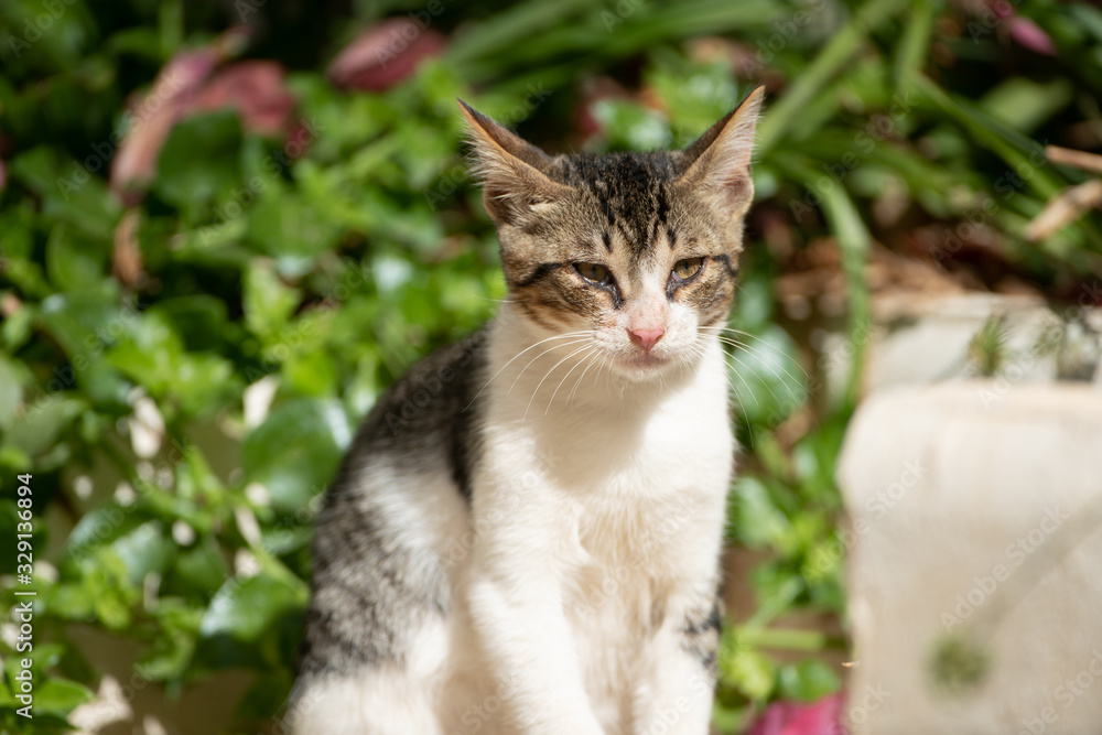 chat de tunisie