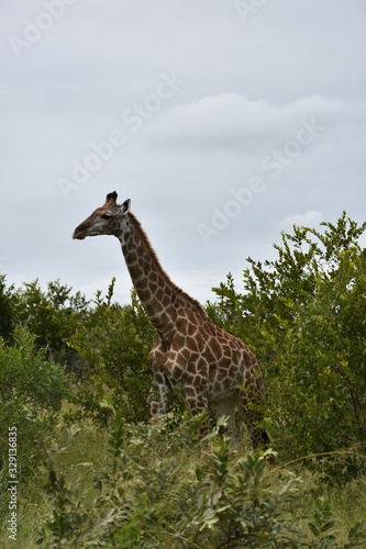Giraffes in a safari  ZA