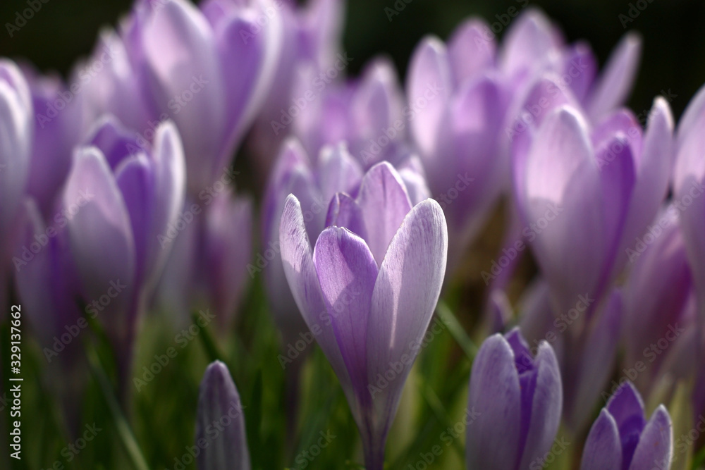 Sunny spring day. Group of identical magnificent lilac crocuses. Play of light and shadow on petals. Sunny spring day. Group of identical magnificent lilac crocuses. Play of light and shadow on petals.