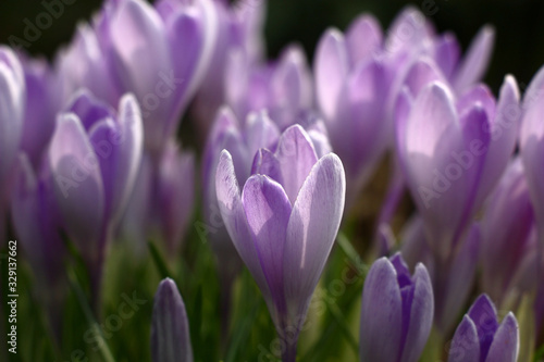 Sunny spring day. Group of identical magnificent lilac crocuses. Play of light and shadow on petals.