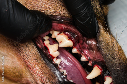 close-u photo of a dog teeth after tartarectomy or dental scalling photo