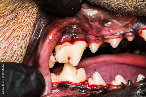 close-u photo of a dog teeth after tartarectomy or dental scalling photo