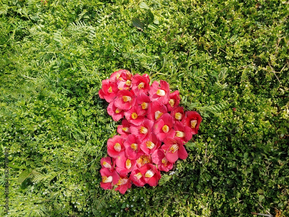 red currant in garden