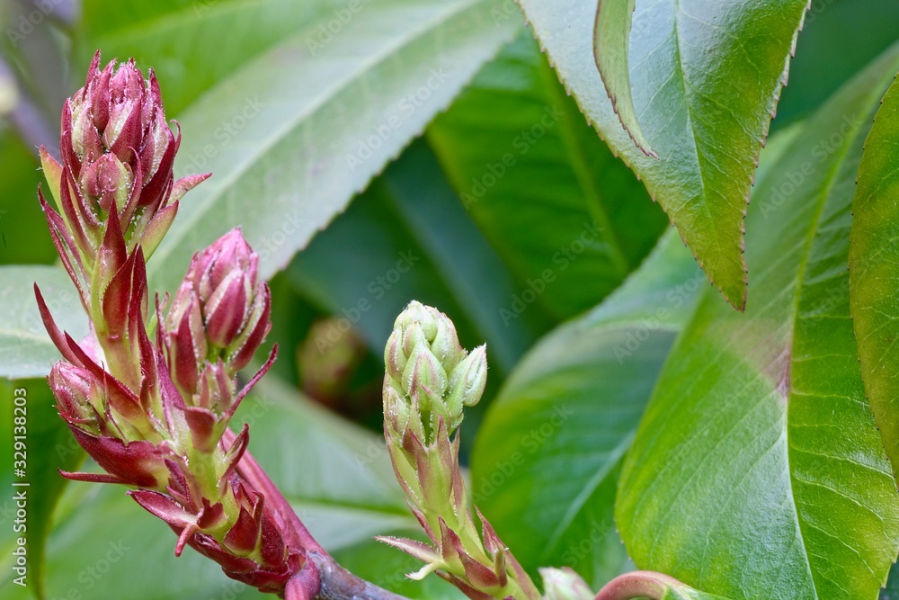 red-green bud with leaves on a branch of an evergreen shrub red-green bud with leaves on a branch of an evergreen shrub