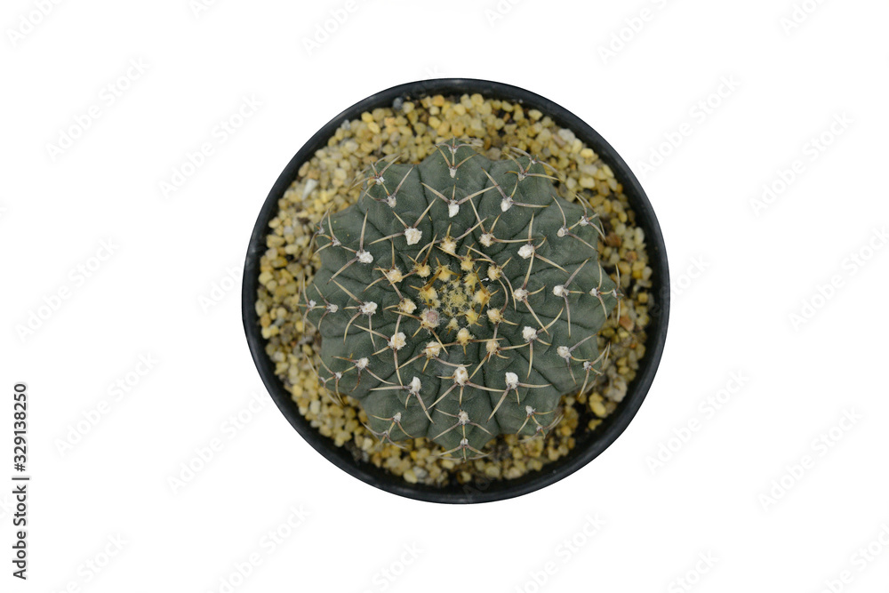 Cactus beautiful plant summer minimal style