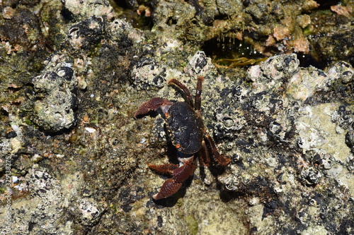 Crab on rocks , Mozambique - Santa Maria