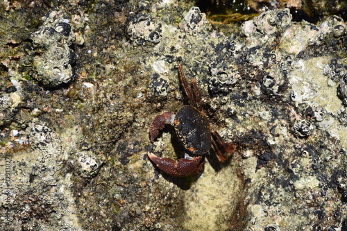 Crab on rocks , Mozambique - Santa Maria