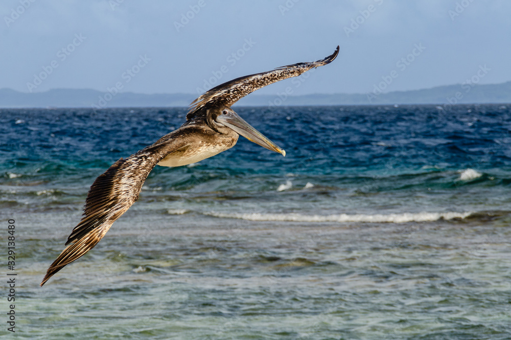 Fototapeta premium gabbiano in volo sul mare