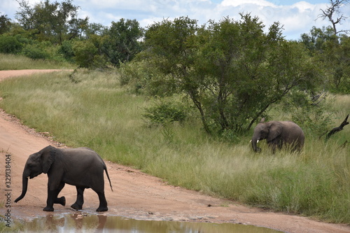 Baby elephants crossing the road, ZA