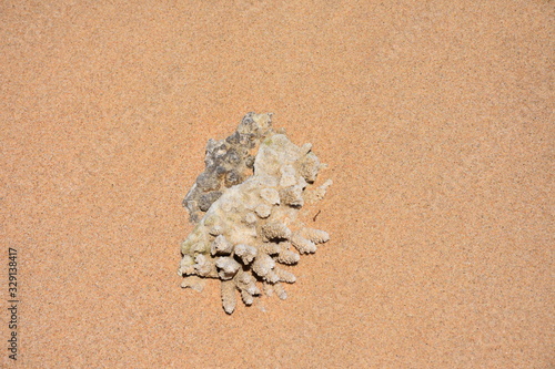 Piece of coral by the beach, MZ
