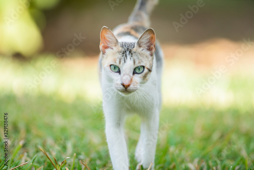 chat de tunisie