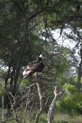White-headed Vulture on a branch, ZA