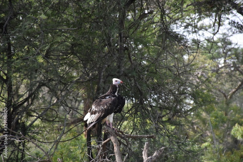 White-headed Vulture on a branch, ZA