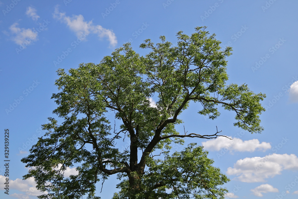 Big green tree on a background of blue sky with clouds.