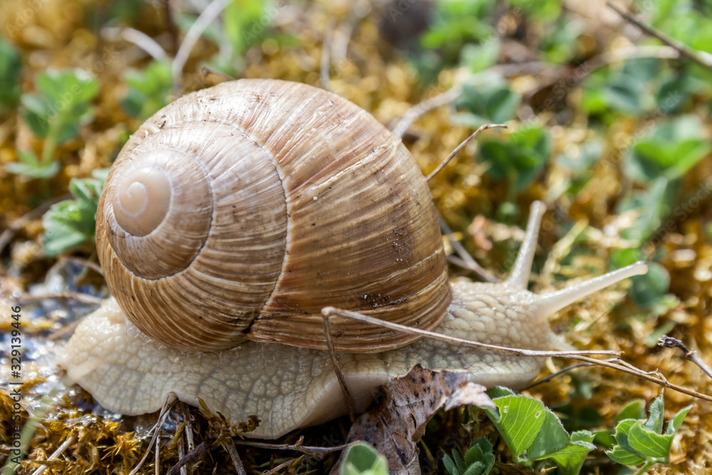 Schnecke mit Haus Schnecke mit Haus