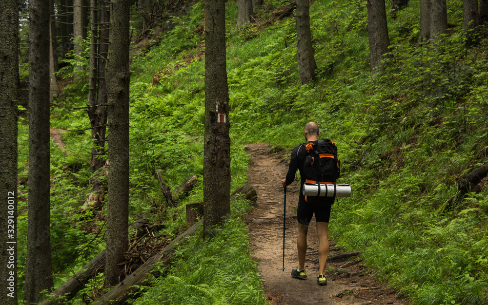 Mountaineer walking through the forest on a hiking trail