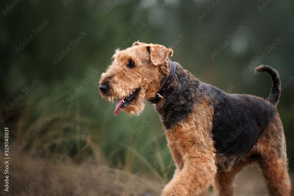 airedale terrier dog in a collar walking outdoors airedale terrier dog in a collar walking outdoors