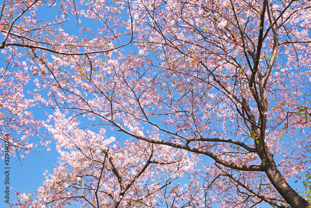 桜と空の風景