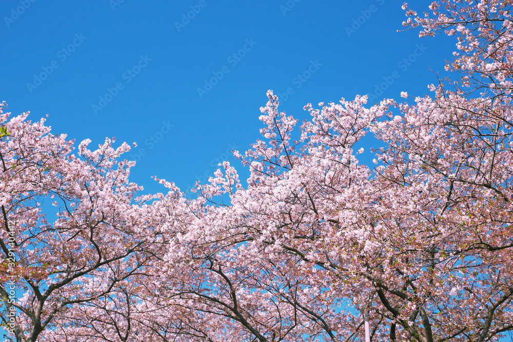 桜と空の風景