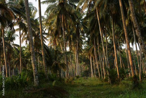 Coconut palms jungle forest at sunset