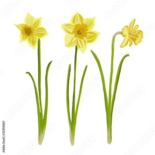 Painted daffodils in spring, vector