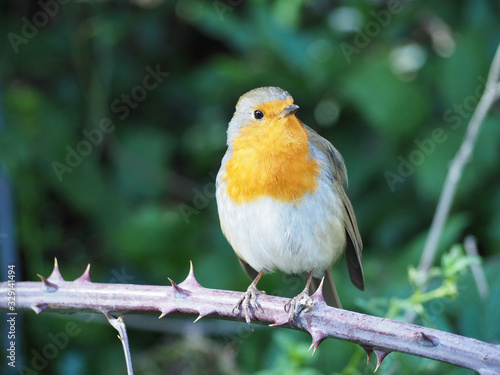 Robin in tree during a sunny day © Alba