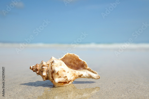 Muschel am Strand