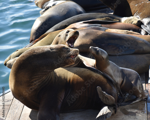 Seals on the docks