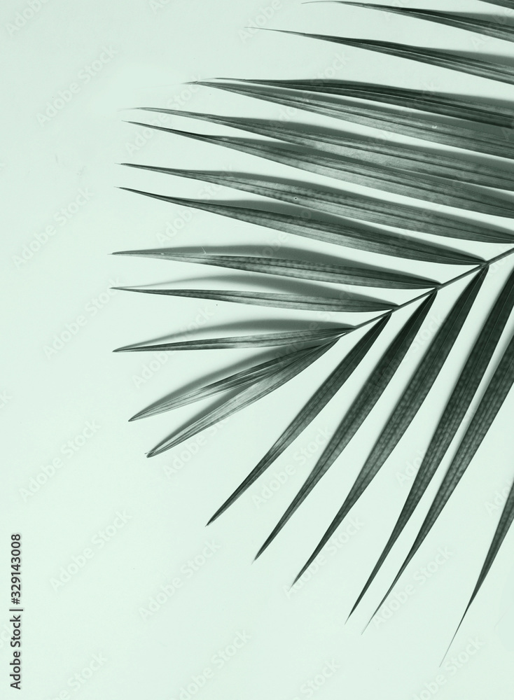 Fototapeta premium Palm leaves on mint color background.
