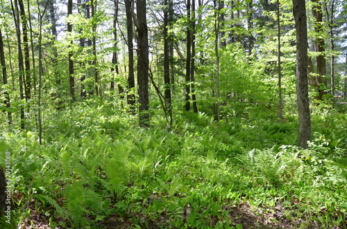 geen fern plants in forest with trees