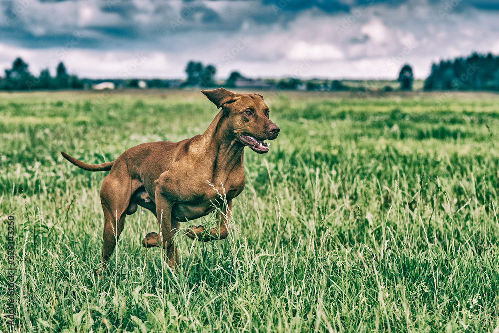 Magyar vizsla on nature in the summer. The dog runs across the field. Magyar vizsla on nature in the summer. The dog runs across the field.