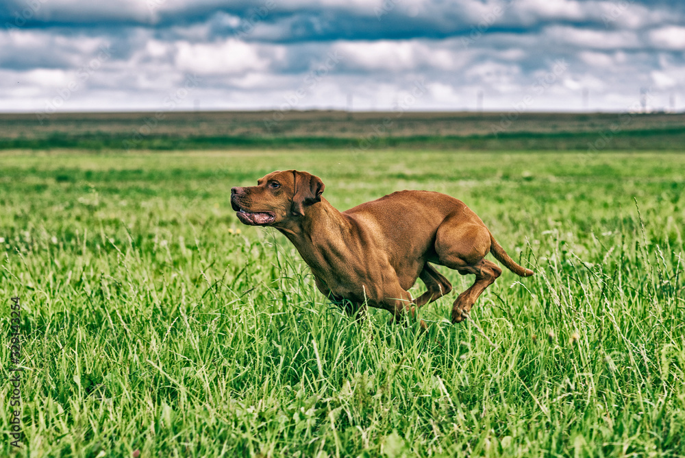 Magyar vizsla on nature in the summer. The dog runs across the field. Magyar vizsla on nature in the summer. The dog runs across the field.