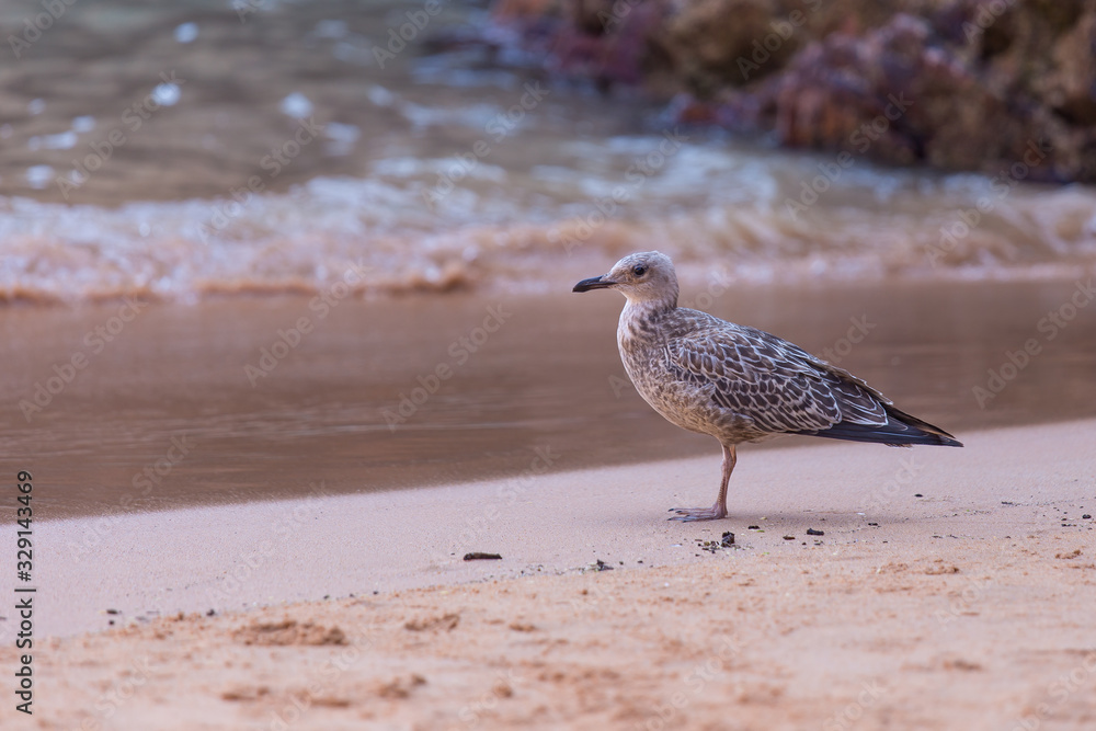 Young Yellow-legged Gull - Larus michahellis Young Yellow-legged Gull - Larus michahellis