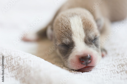 Portrait of a sleeping puppy cute baby dog just born sleep on white towel, beautiful cute pet in the human house  © emodpk