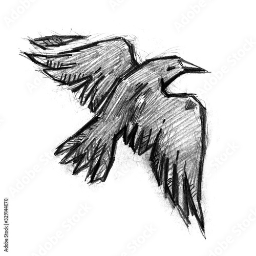 Illustration with raven or crow. Drawn by pencil with hands. Flying black bird. photo