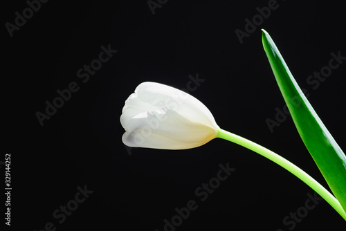 Blooming white tulip bud on black background.
