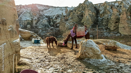 Horse and little pony with volcanic stone landscape in Goreme national park in Cappadocia, Turkey photo