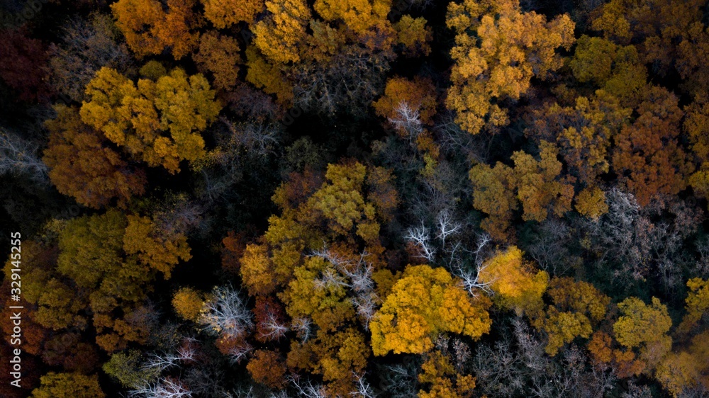 Fall Trees aerial