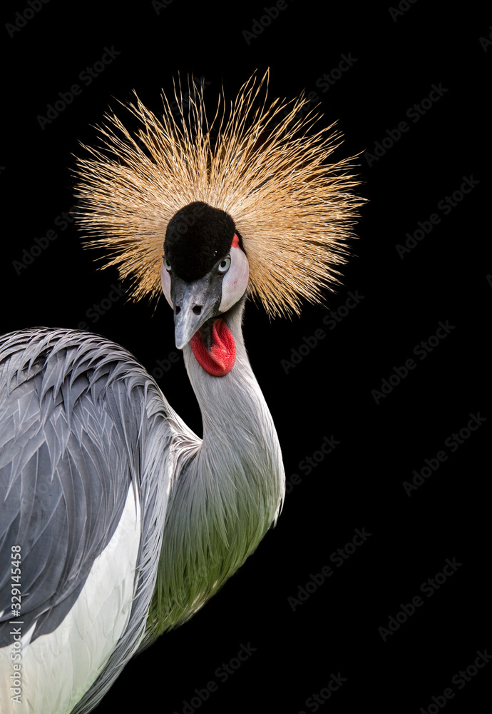 Fototapeta premium Grey crowned crane (Balearica regulorum) close up portrait showing bright red inflatable throat pouch, native to Africa against black background