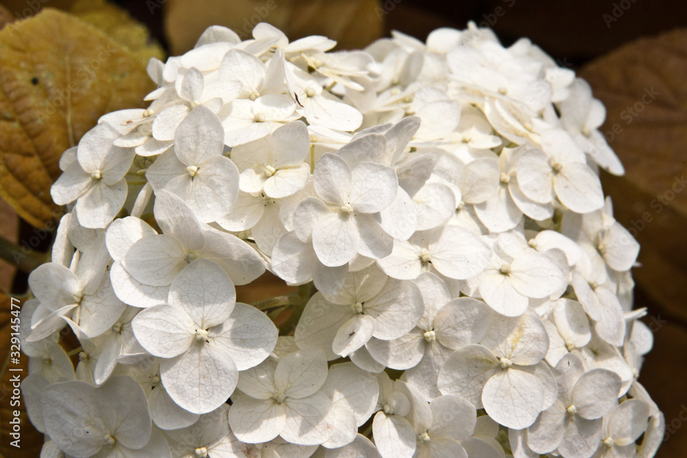 Flower white hydrangea closeup on nature Flower white hydrangea closeup on nature