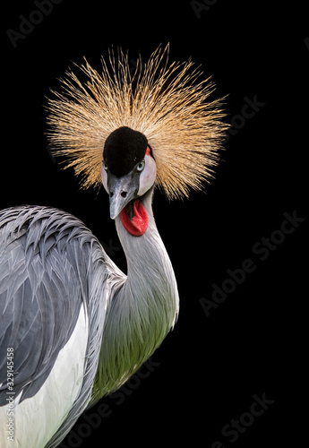 Grey crowned crane (Balearica regulorum) close up portrait showing bright red inflatable throat pouch, native to Africa against black background
