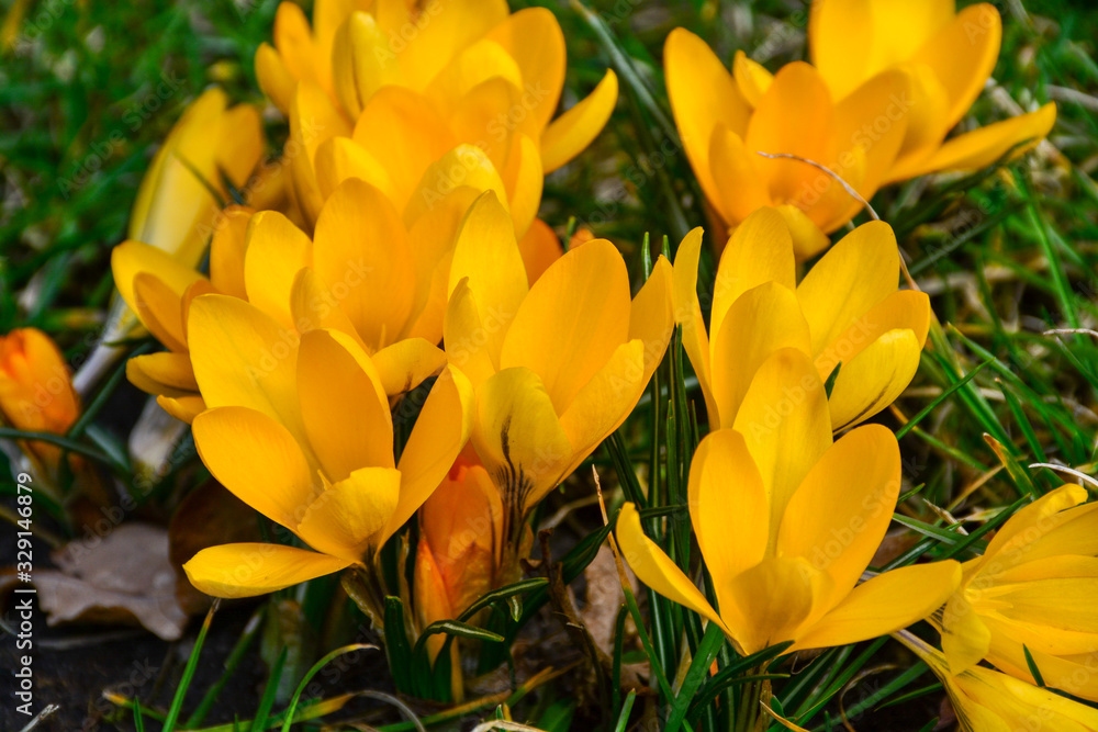 The first spring flowers bloomed in the city park. The first spring flowers bloomed in the city park.