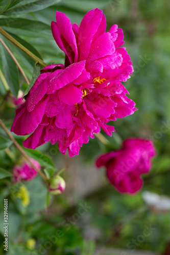 Abstract pink peony flower isolated on green background .