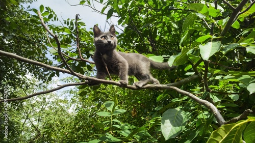 Canvas Print cat on a tree