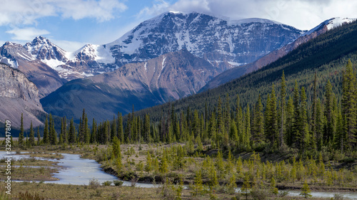 Trees with mountain range in the background, Icefield Parkway, Alberta, Canada © klevit